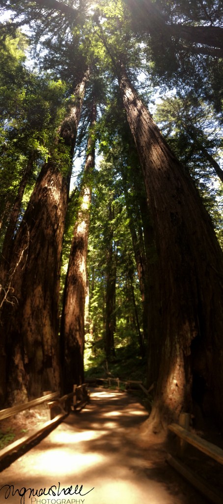 Muir Woods